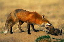 American Red fox {Vulpes vulpes} parent disciplining cub, Colorado, USA