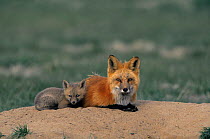 American Red fox {Vulpes vulpes} resting with cub, Colorado, USA
