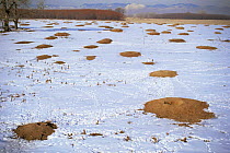 Burrows of Black tailed prairie dog 'town' {Cynomys ludovicianus} Colorado, USA