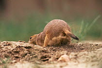 Black tailed prairie dog digging burrow {Cynomys ludovicianus} Colorado, USA