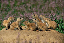 Black tailed prairie dog {Cynomys ludovicianus} seven babies at burrow, Colorado, USA