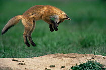 American Red fox cub pouncing {Vulpes vulpes} Colorado, USA
