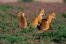 Three American Red fox cubs sitting {Vulpes vulpes} Colorado, USA