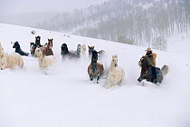 Wild horses / Mustangs {Equus caballus} galloping through snow, Colorado, USA