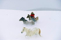 Cowboy rounding up Wild horses / Mustangs {Equus caballus} in snow, Colorado, USA