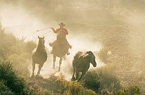 Cowboy rounding up Wild horses / Mustangs {Equus caballus} Colorado, USA