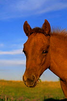 Quarterhorse foal portrait {Equus caballus} filly, Colorado, USA