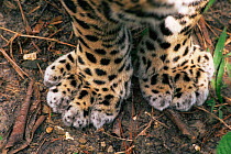 Close up of Jaguar paws {Panthera onca} Belize