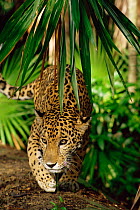 Jaguar {Panthera onca} Belize, controlled