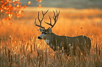 Mule deer stage {Odocoileus hemionus} Colorado, USA