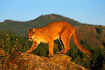 Puma walking along mountain ridge {Felis concolor} Rocky Mountains, Colorado, USA captive