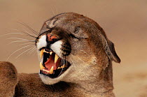 Puma snarling {Felis concolor} Colorado, USA, captive