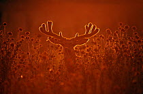 Mule deer {Odocoileus hemionus} stag backlit, Colorado, USA