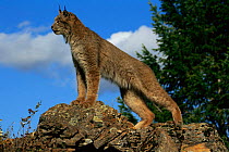 Canadian lynx {Lynx lynx canadensis} looking out, Colorado, USA, controlled