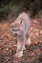 Canadian lynx {Lynx lynx canadensis} walking, USA, captive