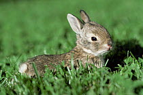Cottontail {Sylvilagus audubonii} baby rabbit, Colorado, USA