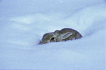 Cottontail in snow {Sylvilagus audubonii} Colorado, USA