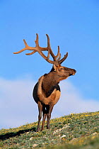 Elk {Cervus elaphus} male on alpine tundra, Rocky Mountain NP, Colorado, USA