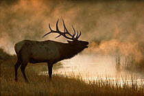 Elk {Cervus elaphus} male bugling in fog, Yellowstone NP, Wyoming, USA