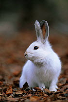 Snowshoe hare {Lepus americanus} in white winter coat, Colorado, USA