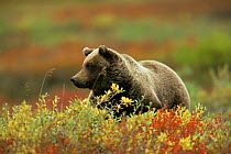 Grizzly bear {Ursus arctos horriblis} on tundra in autumn, Alaska, USA
