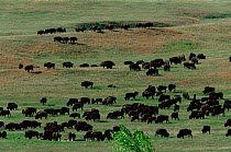 Herd of Bison {Bison bison} Custer State Park, South Dakota, USA