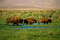 Bison {Bison bison} wading through wetlands, San Luis Valley, Colorado, USA