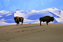 Bison {Bison bison} on sand dunes, Medano Zapata Ranch, San Luis Valley, Colorado, USA