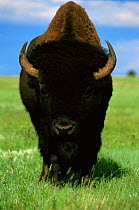 Bison bull {Bison bison} Custer State Park, South Dakota, USA