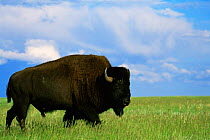 Bison bull {Bison bison} Custer State Park, South Dakota, USA