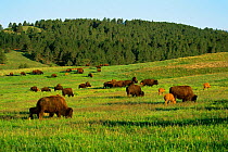 Bison herd {Bison bison} Custer State Park, South Dakota, USA