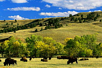 Bison herd {Bison bison} Custer State Park, South Dakota, USA