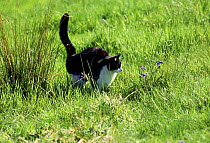 Domestic cat {Felis catus} spraying vegetation to mark territory, UK