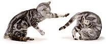 Two silver tabby Domestic cats {Felis catus} one showing dominance and the other roling over in submission, UK