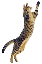Silver tabby Domestic cat {Felis catus} leaping, UK