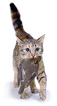 Domestic cat {Felis catus} carrying dead bird, UK
