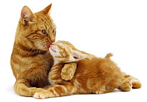Ginger Domestic cat {Felis catus} mother grooming kitten, UK