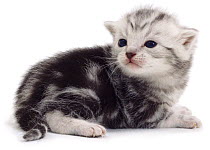 Silver tabby Domestic cat, newborn kitten {Felis catus} UK