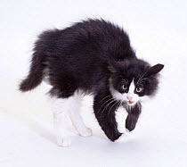 Black and white Domestic cat kitten {Felis catus} with back arched in aggression, UK
