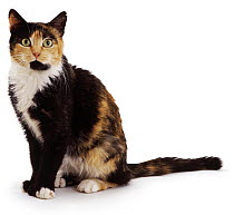 Domestic cat {Felis catus} mixed colouring, black and white and tabby,  UK