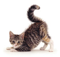 Tabby Domestic cat kitten {Felis catus} looking playful, UK