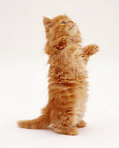 Ginger Domestic cat kitten {Felis catus} standing on back legs 'begging', UK