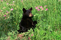 Black bear cub {Ursus americanus} USA, captive