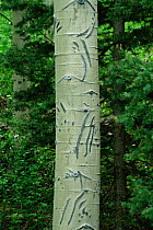 Aspen tree with claw marks from Black bear {Ursus americanus} Colorado, USA