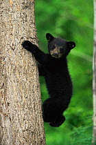 Black bear cub climbing tree {Ursus americanus} Colorado, USA
