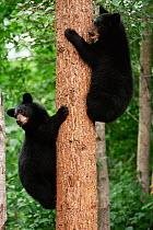 Black bear cubs climbing tree {Ursus americanus} Colorado, USA