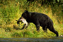 Black bear carrying salmon {Ursus americanus} Alaska, USA
