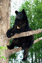 Black bear climbing tree {Ursus americanus} Colorado, USA