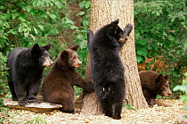 Four Black bear cubs, two black two brown {Ursus americanus} Colorado, USA