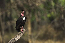 King / Red headed vulture {Sarcogyps calvus} perched. Bandhavgarh National Park, Madhya Pradesh, India.